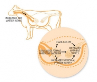 Biosprint diagram