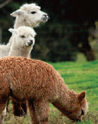 Llamas