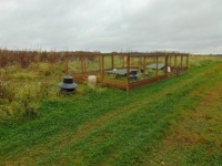 Partridge 1
