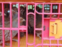 Partridge 1