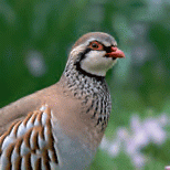 Partridge1