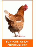 Point of Lay