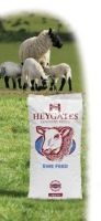 Sheep4