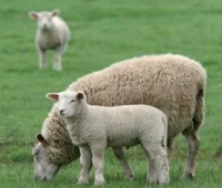 Sheep3
