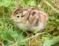 Chick
