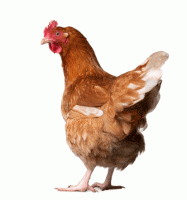 Chicken2