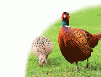 Partridge and Pheasant