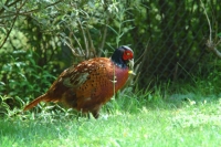 Pheasant2