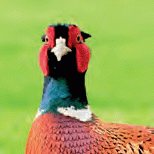 Pheasant3