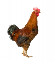 Rooster