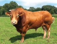 Bull
