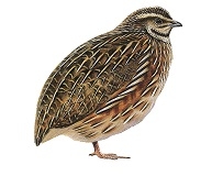 quail